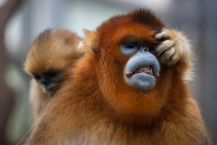 "OVO JE EKSTEMNO RIJETKA SITUACIJA" Mladunče orangutana je ostalo bez majke, a onda je Berani preuzeo brigu o njemu (FOTO)