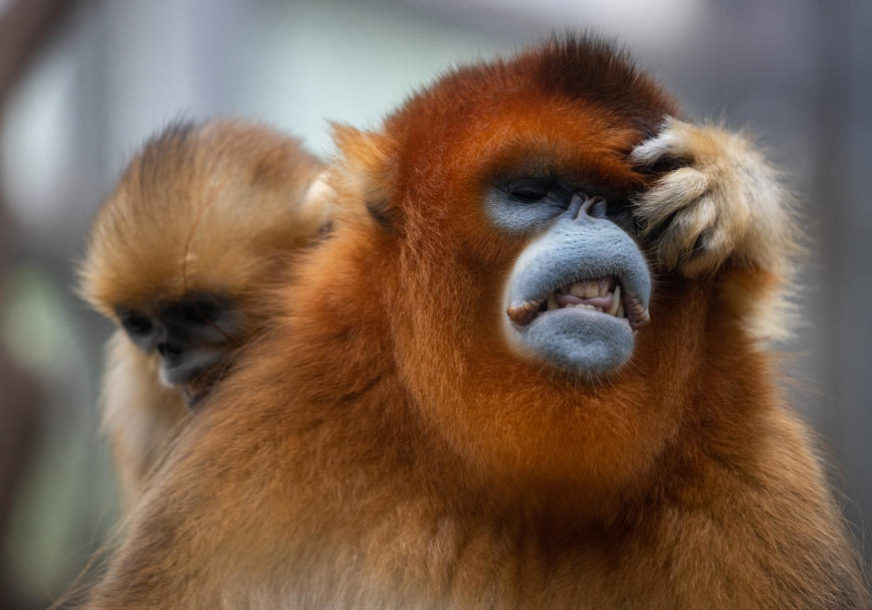 "OVO JE EKSTEMNO RIJETKA SITUACIJA" Mladunče orangutana je ostalo bez majke, a onda je Berani preuzeo brigu o njemu (FOTO)