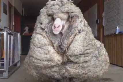 TEŠKO SE KRETAO U Australiji pronađen ovan obrastao sa 35 kilograma vune (VIDEO)
