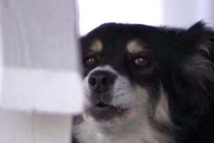 Preminuli vlasnik ostavio psu MILIONE DOLARA: Obezbijedila se granulama za 100 života (VIDEO)
