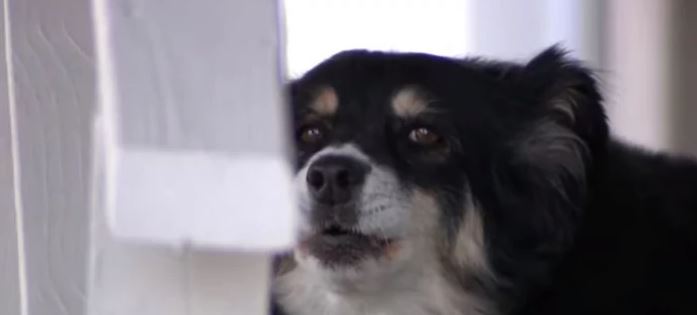 Preminuli vlasnik ostavio psu MILIONE DOLARA: Obezbijedila se granulama za 100 života (VIDEO)