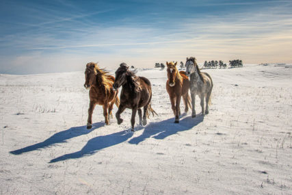 Ni Island, ni Sibir nego BiH:  Divlji konji i snježno prostranstvo OČARALI SVJETSKOG PUTNIKA (FOTO, VIDEO)