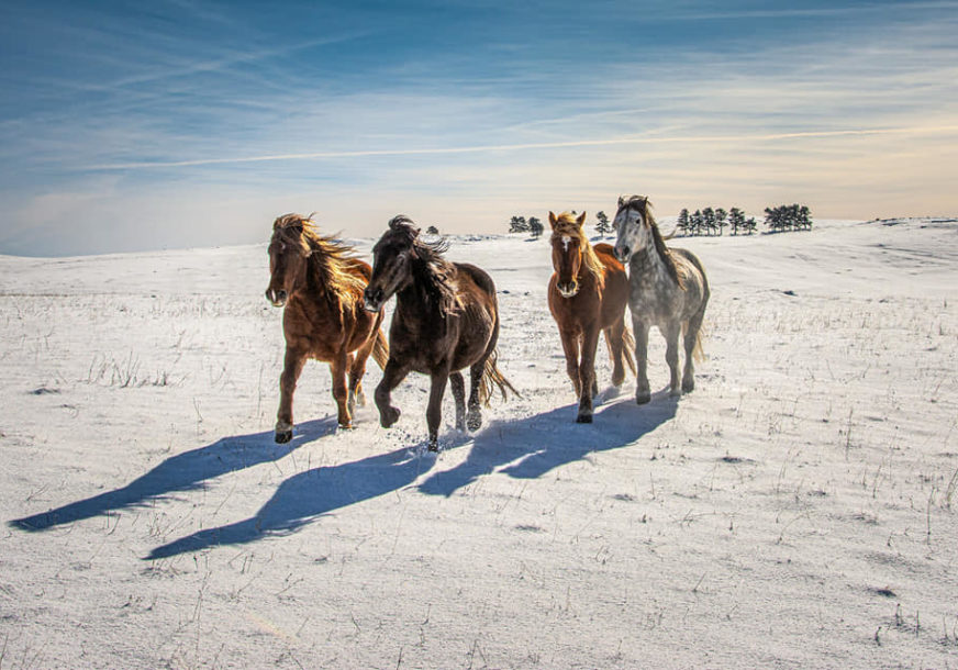 Ni Island, ni Sibir nego BiH:  Divlji konji i snježno prostranstvo OČARALI SVJETSKOG PUTNIKA (FOTO, VIDEO)