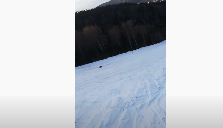 JEDVA IZVUKAO ŽIVU GLAVU Medvjed presreo čovjeka dok je skijao, ljudi zviždali da mu odvuku pažnju (VIDEO)