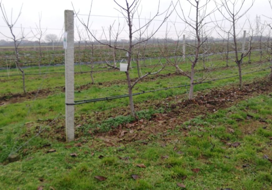 Nisu imale sertifikat, naređeno uništavanje: Zabranjen uvoz u Srpsku 1.258 sadnica voća iz Turske