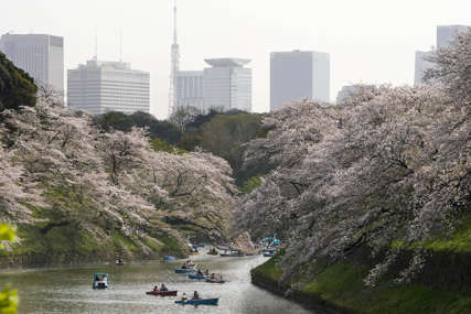 Tradicionalni znak dolaska proljeća: Najranije cvjetanje trešnje u proteklih 1.200 godina