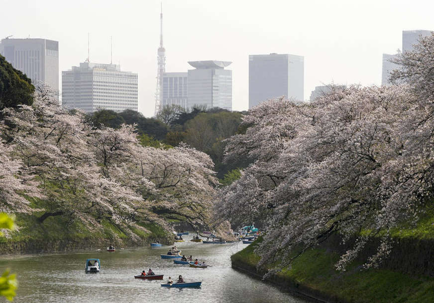 Tradicionalni znak dolaska proljeća: Najranije cvjetanje trešnje u proteklih 1.200 godina