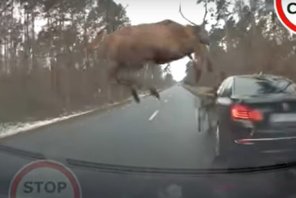 KAKAV ŠOK Krdo jelena iznenada iskočilo iz šume na put, vozač jedva uspio da ih izbjegne (VIDEO)