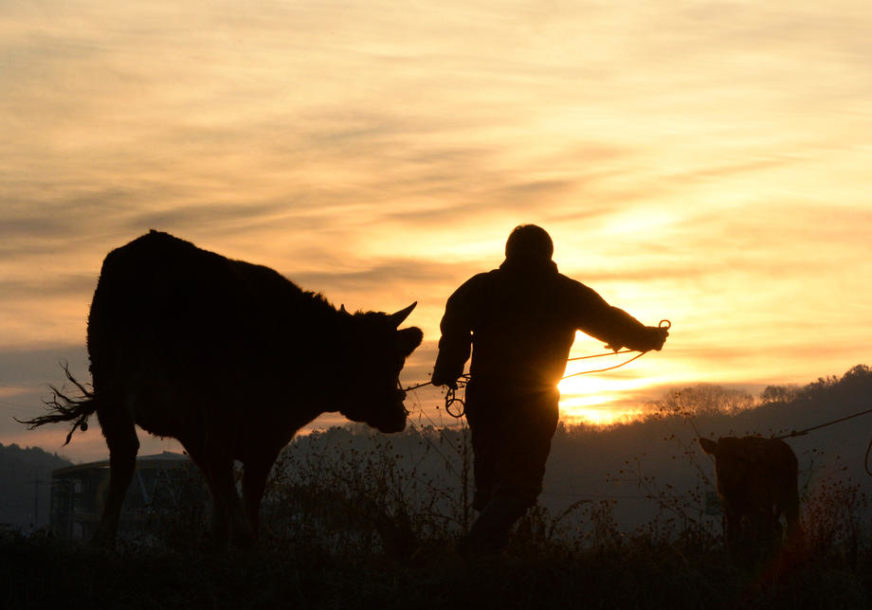 Spoj poljoprivrede i moderne tehnologije: Prva krava plaćena bitkoinima u Crnoj Gori