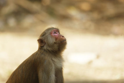 IMUNIZACIJA U ZOOLOŠKOM VRTU Devet majmuna vakcinisano protiv korona virusa