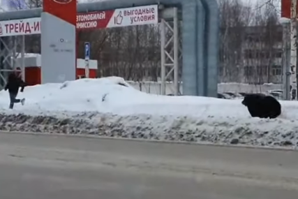 Nesvakidašnja scena: Medvjed ganjao muškarca ulicama ruskog grada (VIDEO)