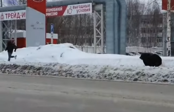 Nesvakidašnja scena: Medvjed ganjao muškarca ulicama ruskog grada (VIDEO)
