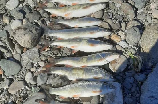 Grozni prizori na Limu: Mrtva riba plutala satima, uzrok nije trovanje