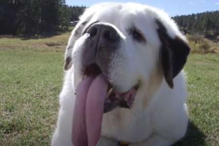 Upisan u Ginisovu knjigu rekorda: Ovo je pas sa najdužim jezikom na svijetu (VIDEO)