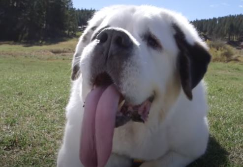 Upisan u Ginisovu knjigu rekorda: Ovo je pas sa najdužim jezikom na svijetu (VIDEO)