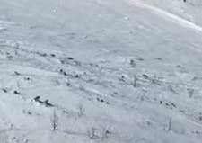 Radoznalo posmatrali ljude: Skijaši snimili ČOPOR VUKOVA na Bjelašnici (VIDEO)
