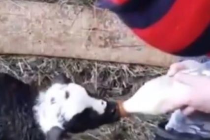Snimak sa sela RAZNIJEŽIO SVE: Mališan hrani jedno jagnje, dok se ostali oko njih igraju (VIDEO)