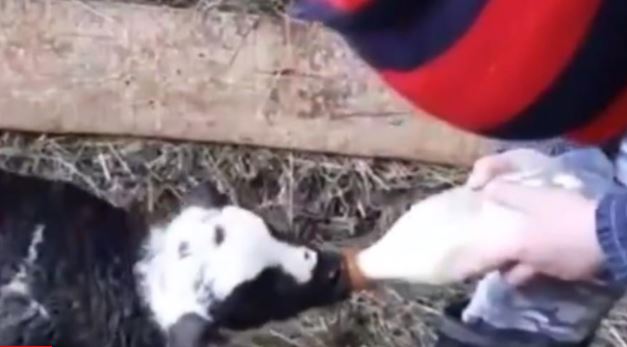 Snimak sa sela RAZNIJEŽIO SVE: Mališan hrani jedno jagnje, dok se ostali oko njih igraju (VIDEO)