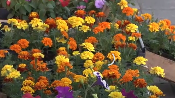 U susret proljeću: Za uređivanje balkona ili vrta razmislite o kadifi, cvijetu opojnog mirisa