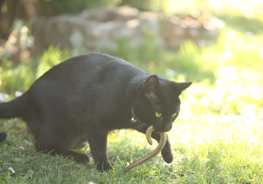 (FOTO) Ako vam je mačka kućni ljubimac čuvajte se: Zbog jednog parazita kojeg one šire budite na oprezu