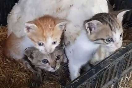NEVJEROVATAN PRIZOR Kokoš usvojila mačiće koji su ostali bez majke (VIDEO)
