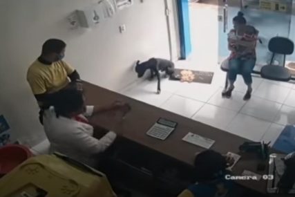 KAKAV PAS! Sam došao kod veterinara, podigao šapu i pokazao gdje ga boli (VIDEO)