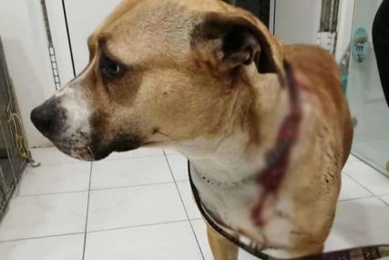Nožem krvnički izbola svog psa: Protiv vlasnice životinje podnijeta krivična prijava