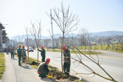 Završena proljetna sadnja stabala: Drvoredi bogatiji za 200 novih sadnica