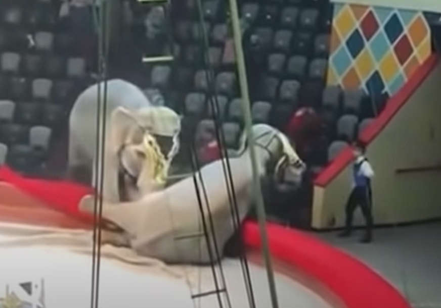 HAOS U RUSKOM CIRKUSU Potukla se dva slona, publika bježala s tribina (VIDEO)