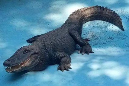Lov na reptila dugog skoro 3 metra: Policajci na Floridi "uhapsili" aligatora ispred gradskog stadiona