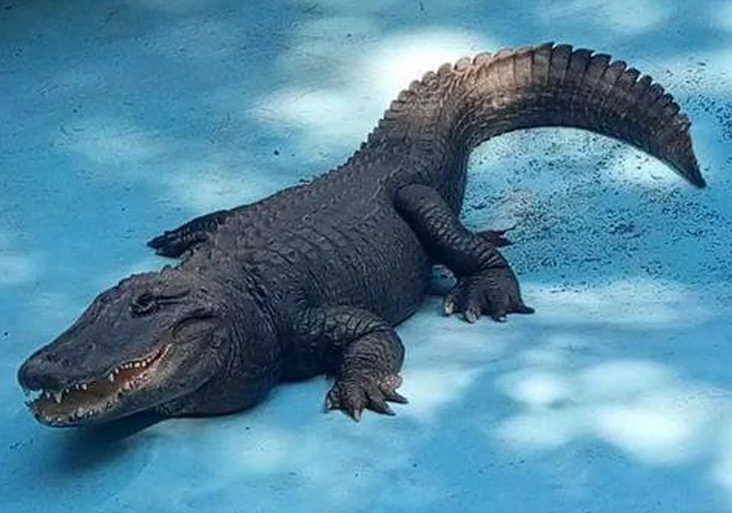 aligator