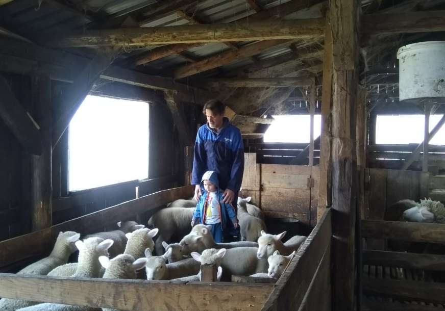 Više mesa i mlijeka: Ovce iz Francuske zaposjele pašnjake oko Milića