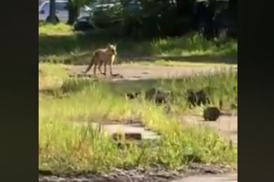 NEOČEKIVAN SUSRET Lisica se šeta ulicama Banjaluke (VIDEO)