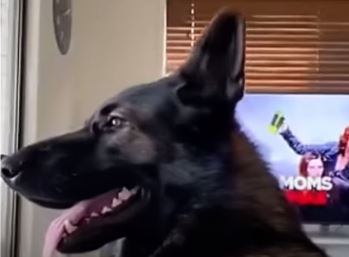 Dante zapalio internet: Urnebesna reakcija penzionisanog policijskog psa na riječ kokain (VIDEO)