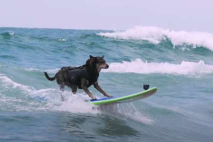 Drži Ginisov rekord: Ovaj pas jaše talase bolje od mnogih ljudi (VIDEO)