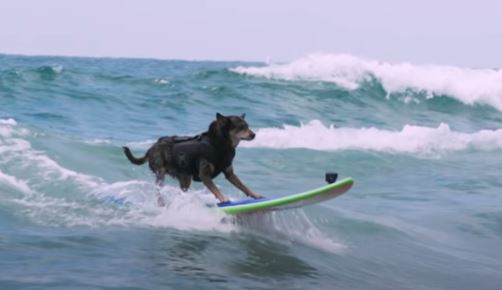 Drži Ginisov rekord: Ovaj pas jaše talase bolje od mnogih ljudi (VIDEO)
