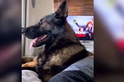 Ako pred ovim udomljenim policijskim psom izgovorite JEDNU RIJEČ neće vam biti svejedno (VIDEO)