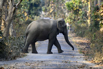 Bježao od rendžera pa stradao: Krdo slonova pregazilo krivolovca u Južnoj Africi