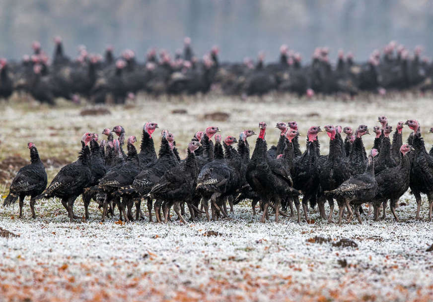Otkriven ptičji grip na farmi ćurki: Biće uništeno oko 11.800 ptica