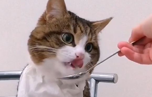"Kako dobri maniri" Mačka postala hit na internetu zbog načina na koji jede (VIDEO)