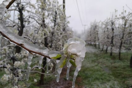 MINUS "OBRAO" VOĆE Prijedorski voćari razočarani, hladnoća uzrokovala veliku štetu