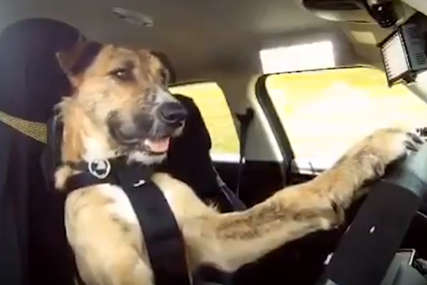 Pas vozi automobil, bolje čak i od nekih ljudi (VIDEO)