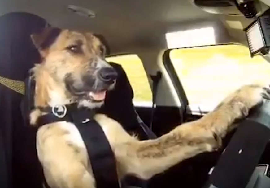 Pas vozi automobil, bolje čak i od nekih ljudi (VIDEO)