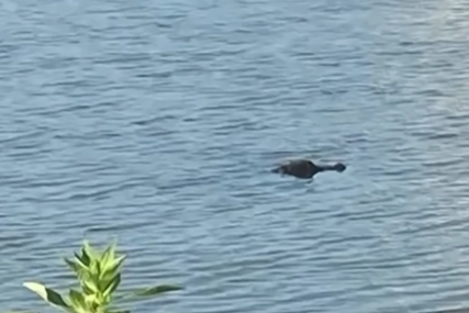 "Udario sam ga u oko" Skočio u jezero i rvao se sa aligatorom ne bi li spasao svog psa iz čeljusti životinje (VIDEO)