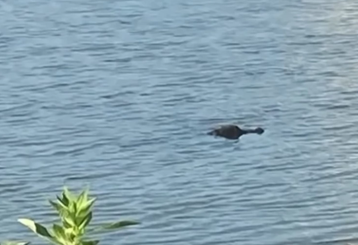 "Udario sam ga u oko" Skočio u jezero i rvao se sa aligatorom ne bi li spasao svog psa iz čeljusti životinje (VIDEO)