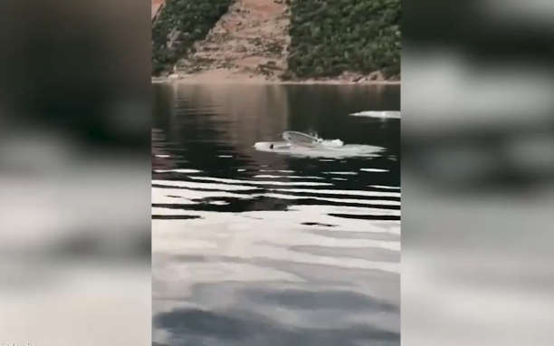 PREDIVAN PRIZOR IZ HRVATSKE Igra desetak delfina u Jadranskom moru uljepšaće vam dan (VIDEO)