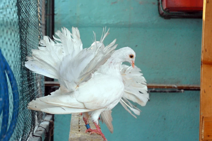 LUKA (19) IMA RIJEDAK HOBI U beogradskom betonu uzgaja golubove, ljubav naslijedio od djeda
