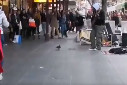 Oduševio internet: Golub ĐUSKA uz muziku uličnog svirača (VIDEO)