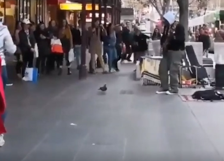 Oduševio internet: Golub ĐUSKA uz muziku uličnog svirača (VIDEO)