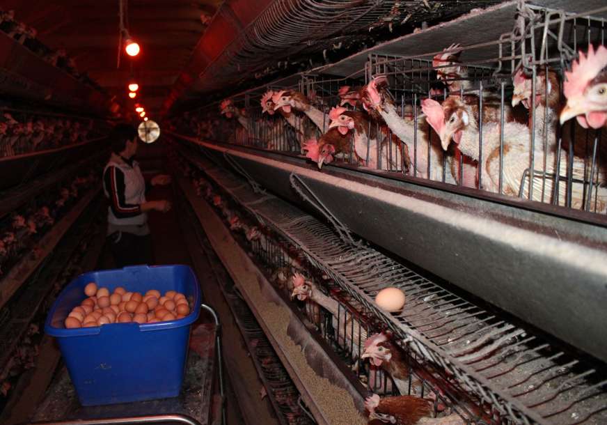 ŽIVINARI ZABRINUTI Spriječiti zloupotrebu uvoza piletine